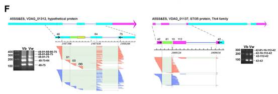 黄萎病基因VDAG_01312中的可变剪接事件可视化图及验证结果图