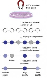 Whole-exome sequencing of circulating tumor cells provides a window into metastatic prostate cancer.