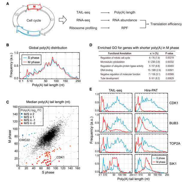 TAIL-seq_1