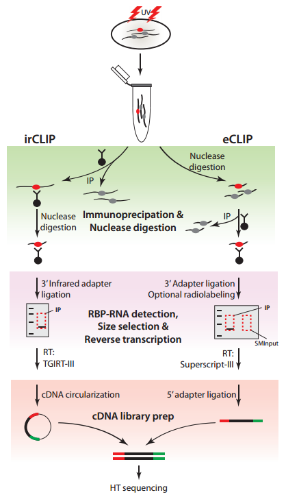 ircLiP 201606汪博_1