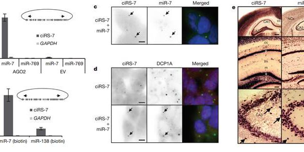 fc13e728b3dbe7934cbcd4bbd6413ef1d261b8e7