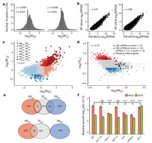 Global translational reprogramming is a fundamental layer of immune regulation in plants