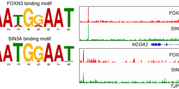 fig3B